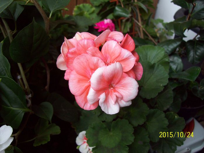 103_5376 - Muscate 2015-2016