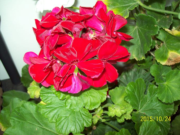 103_5377 - Muscate 2015-2016