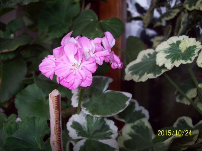 103_5379 - Muscate 2015-2016