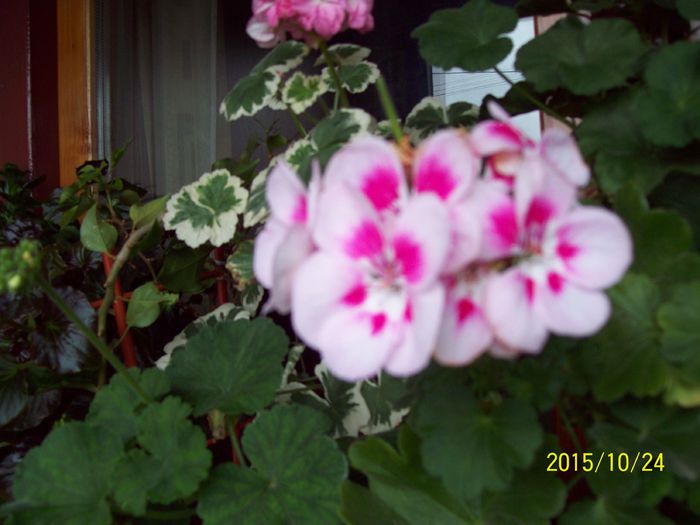 103_5381 - Muscate 2015-2016