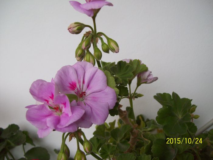 103_5382 - Muscate 2015-2016