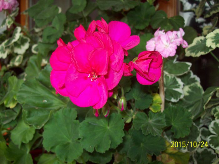 103_5383 - Muscate 2015-2016