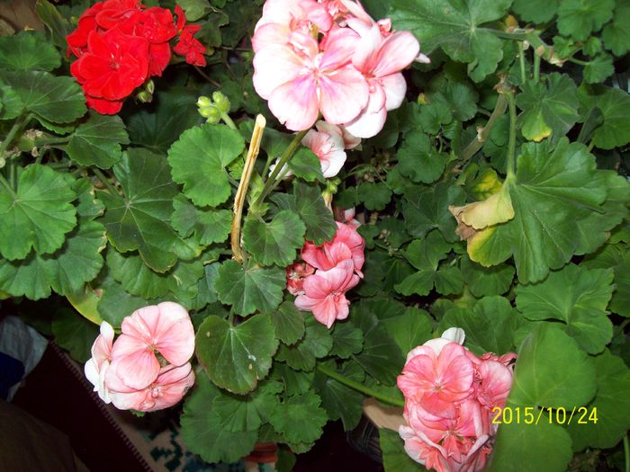 103_5385 - Muscate 2015-2016