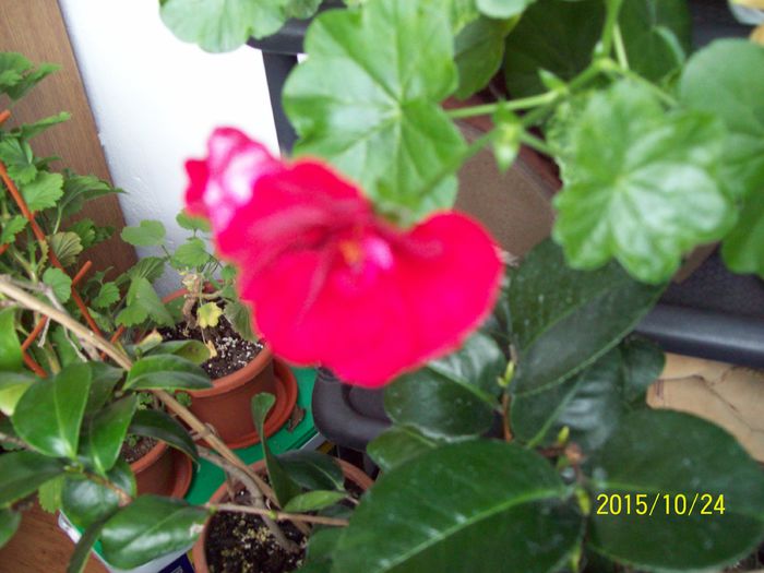 103_5386 - Muscate 2015-2016