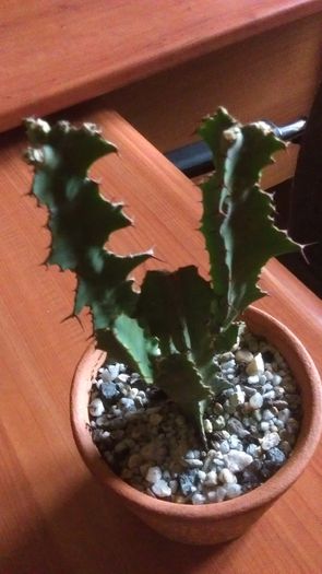 Euphorbia grandicornis - Cactusi si alte suculente 2015