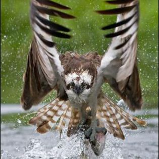 13566_79f4cd585930fb08ee7ced4c5e226ba9_mdsq - BIRDS