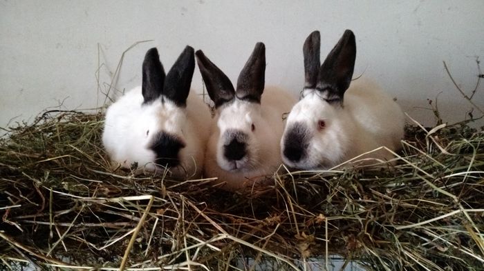 F1F2M1 - Californieni