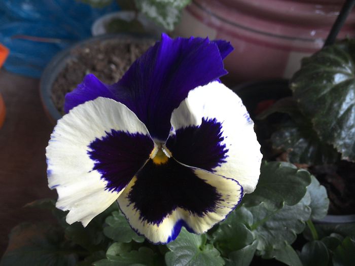 WIN_20151024_113025 - diverse_floricele