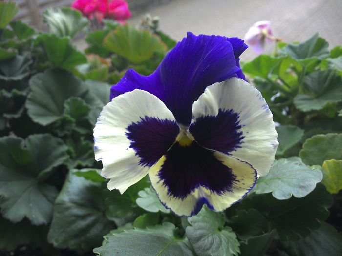 WIN_20151024_122628 - diverse_floricele