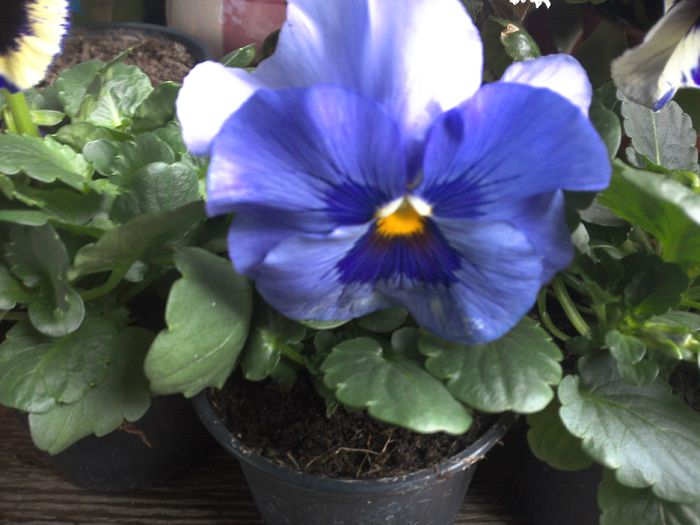 WIN_20151024_113030 - diverse_floricele