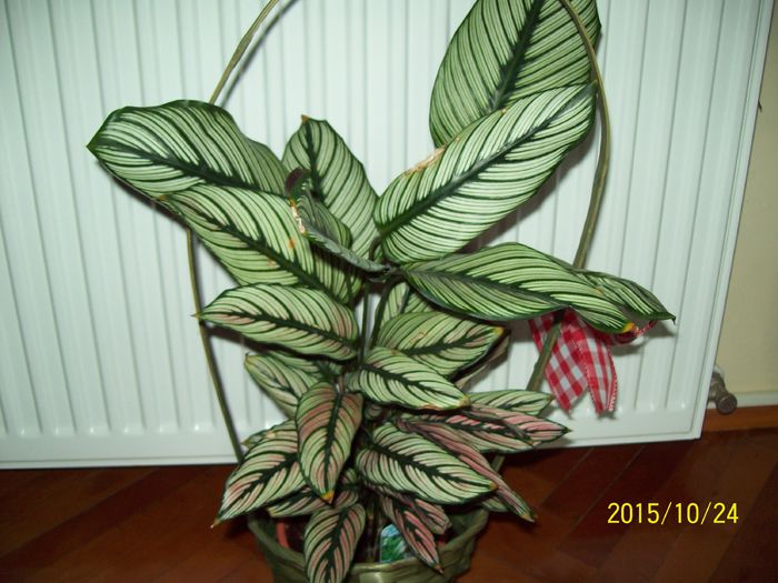 103_5346 - Calathea