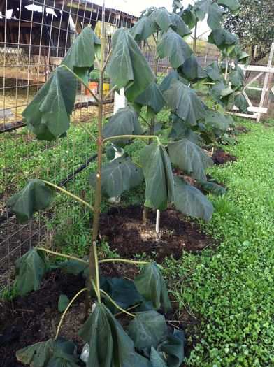 IMG_3847; Dupa prima bruma de octombrie.
