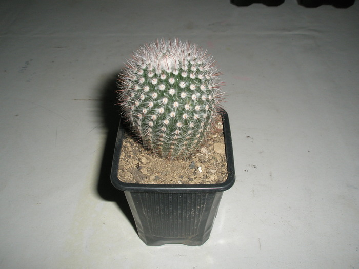 Notocactus scopa - 04.02