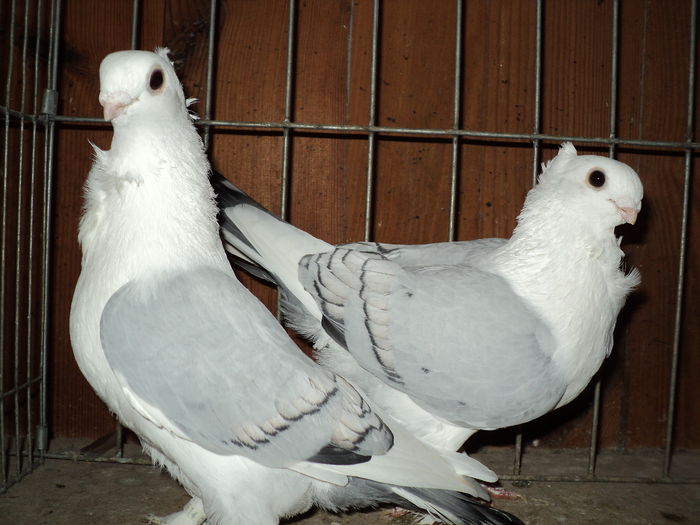 DSC00819