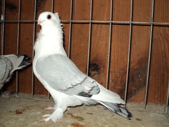 DSC00827