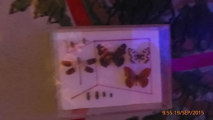 P1010497