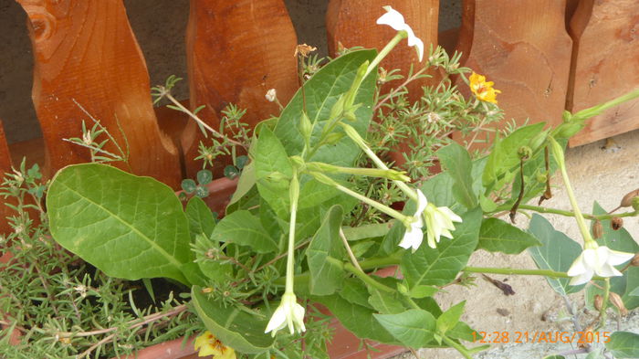 P1010066
