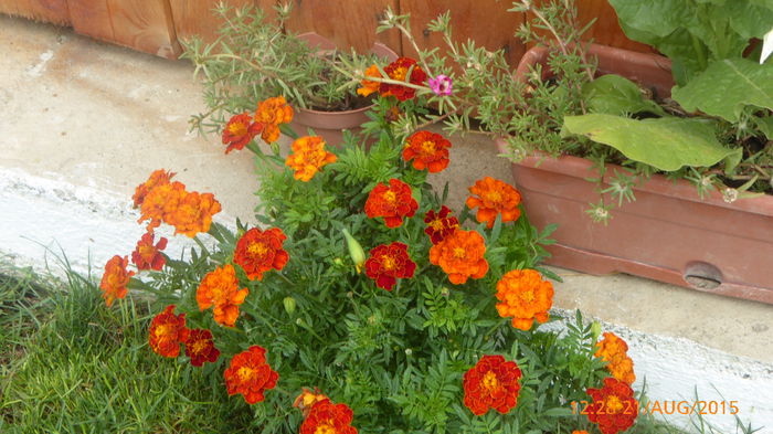 P1010067
