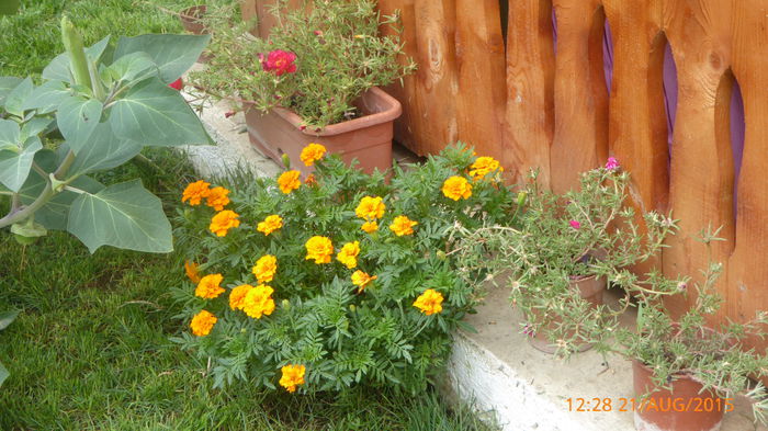 P1010068