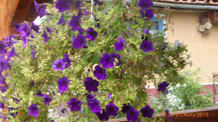 P1010069