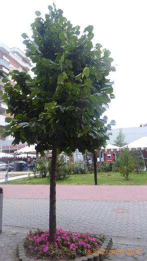 P1010166