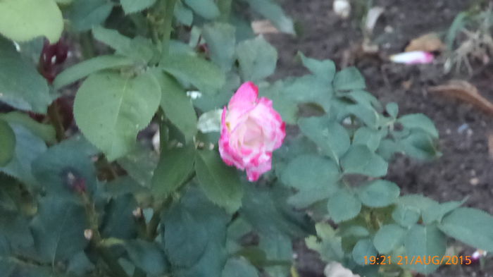P1010175