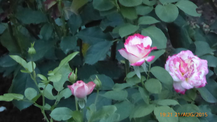 P1010176