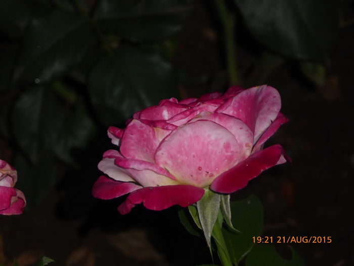 P1010177