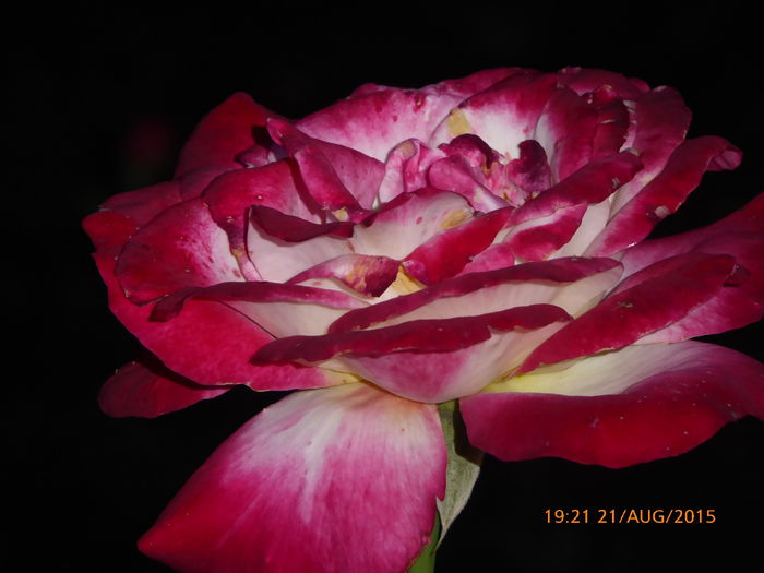 P1010178