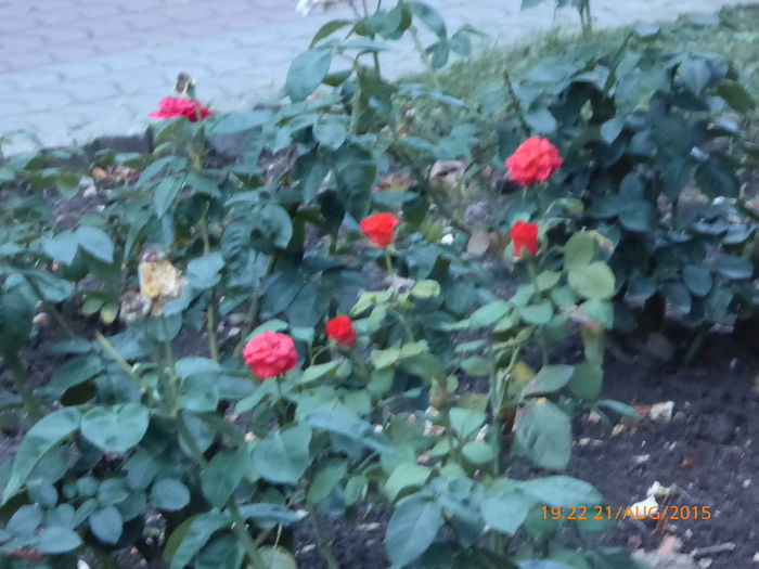 P1010182