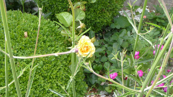 P1000444