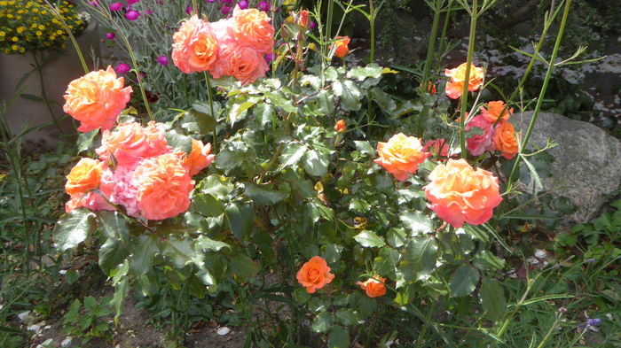 P1000447