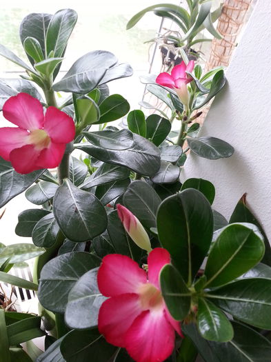 20151024_111633; dorin%u021Ba realizata!....*********
