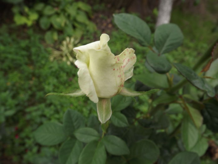 DSCF4413 - Trandafiri
