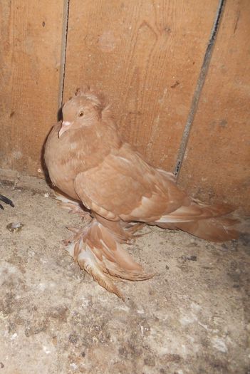 vandut lui Vladoiu Marian(Slatina)