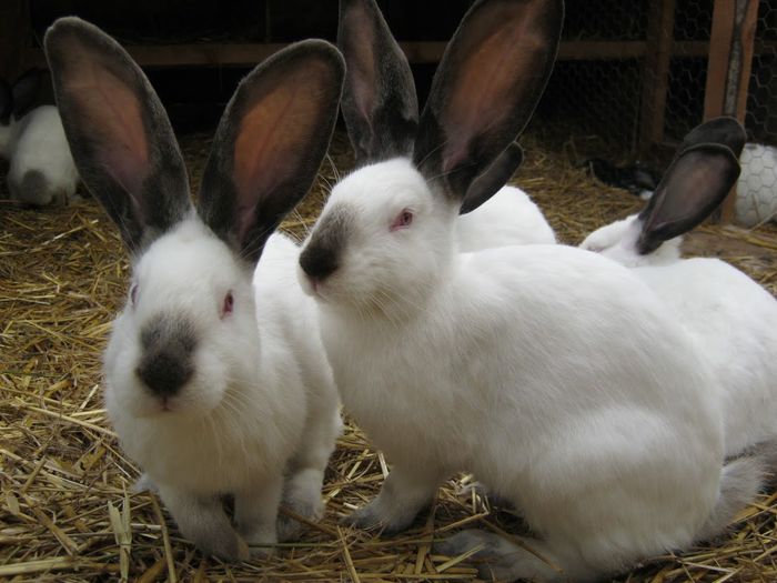 Urias de Transilvania pui 3,5 luni; Urias de Transilvania pui 3,5 luni
