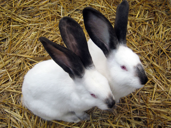 Urias de Transilvania; Urias de Transilvania
