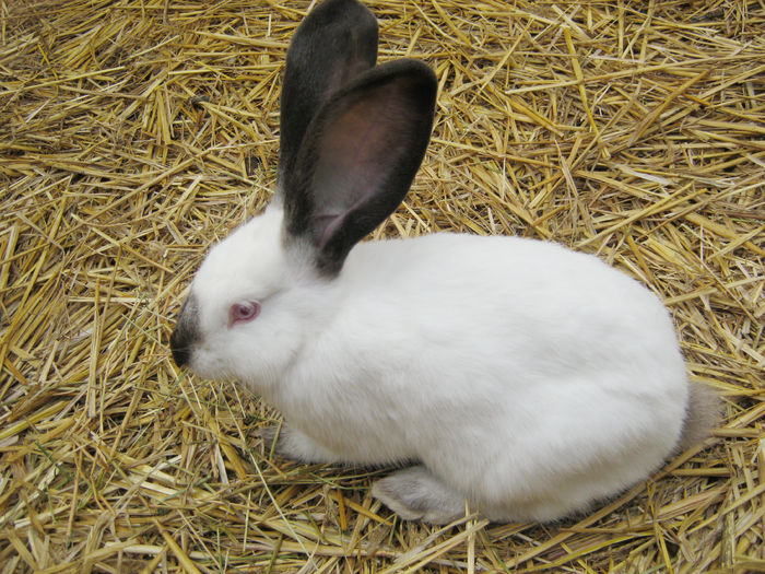 Urias de Transilvania 2; Urias de Transilvania
