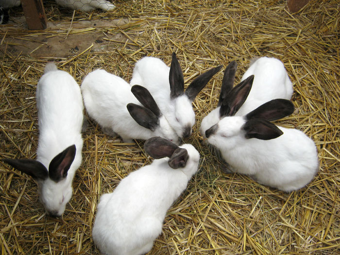 Urias de Transilvania 6; Urias de Transilvania
