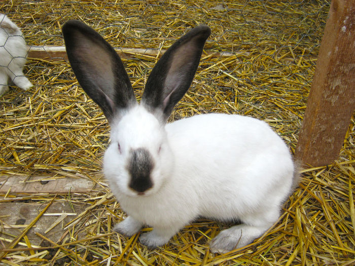 Urias de Transilvania mascul 3 luni; Urias de Transilvania
