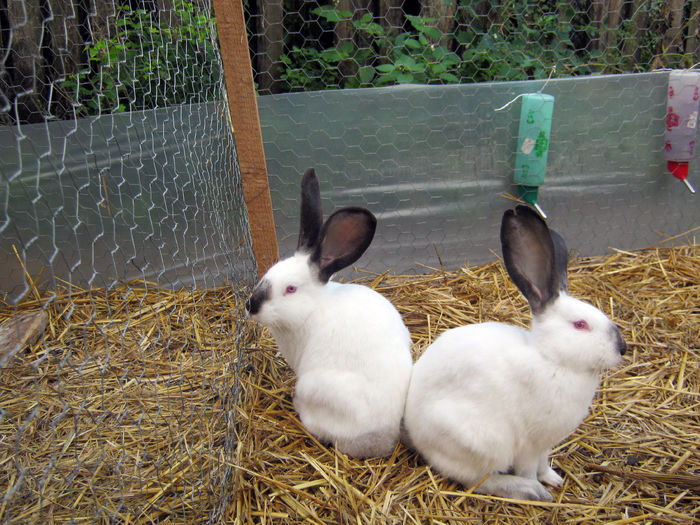 urias-de-transilvania; Urias de Transilvania
