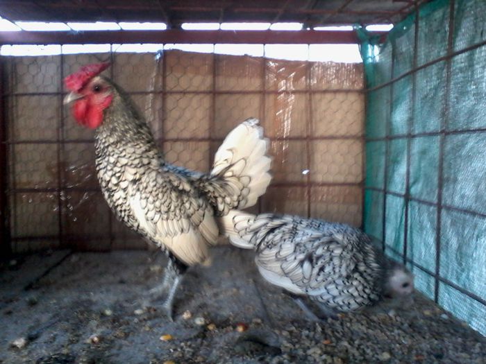 Sebright argintiu; Achizitie 2015 de la Gigantucl
