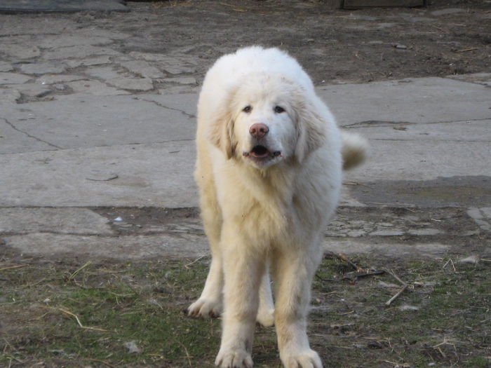 alma 4 luni