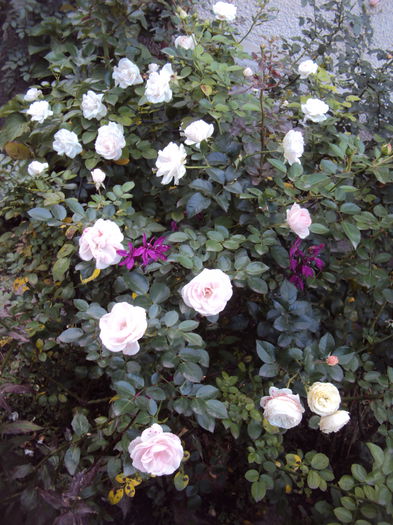 DSC07878