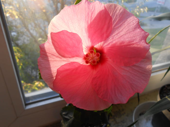 DSCN4752 - Hibiscus de la Henrietta