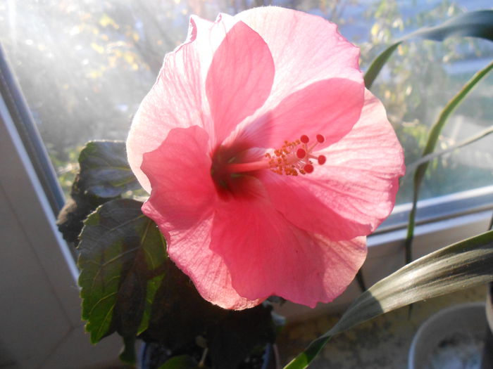 DSCN4753 - Hibiscus de la Henrietta