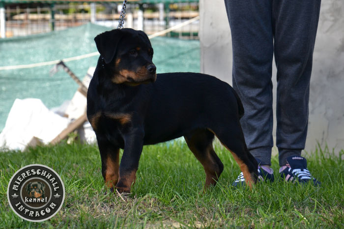 Mascul Rottweiler 3 luni