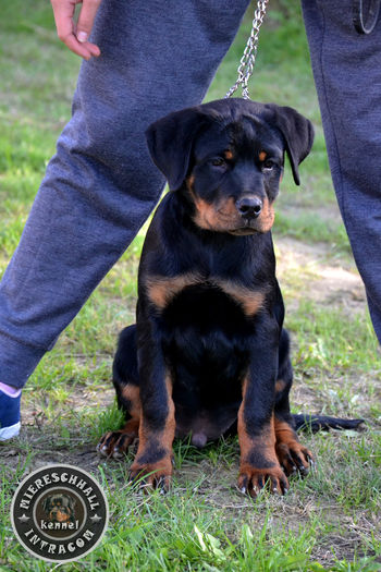 Mascul Rottweiler 3 luni