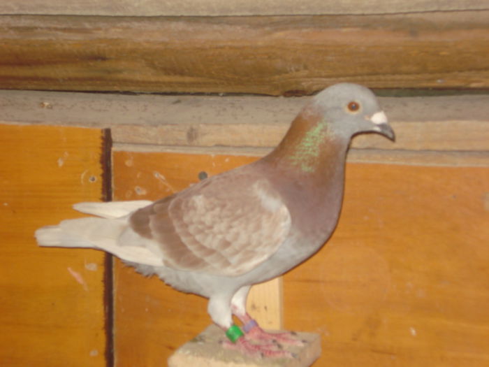 M-2014 * ROSUL; NORMA fond-clubul caliesti locul 30 m+y si locul 8 y
