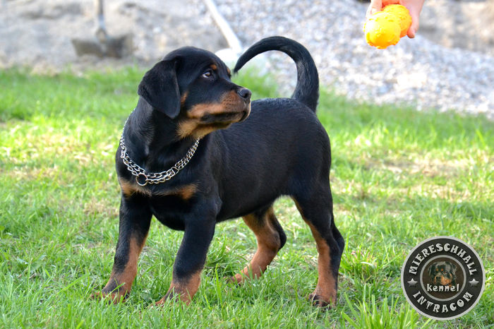 Mascul Rottweiler 3 luni